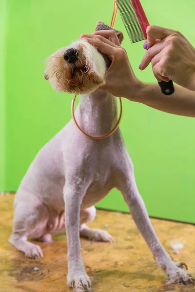 Fox terrier recebendo seu cabelo cortado — Fotografia de Stock