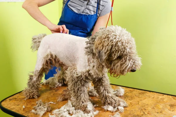 Fox Terrier lässt sich die Haare schneiden — Stockfoto