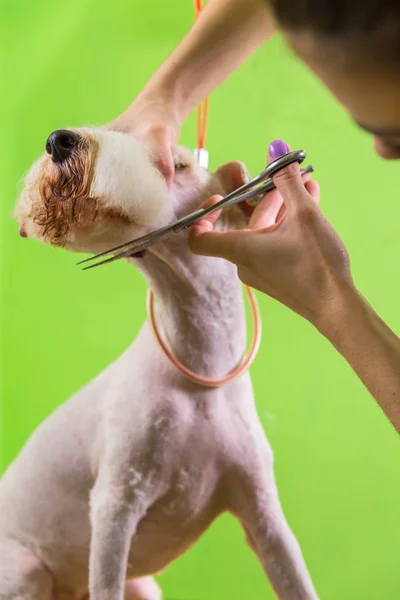 Fox terrier recebendo seu cabelo cortado — Fotografia de Stock