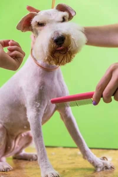 Fox terrier se faire couper les cheveux — Photo