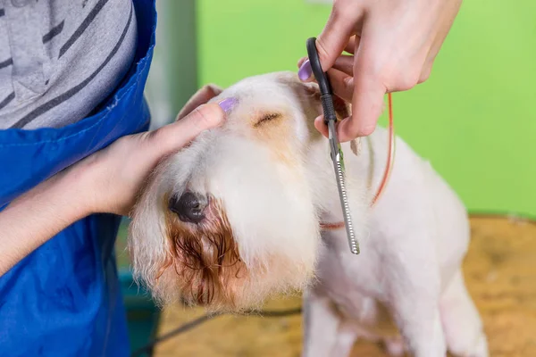 Fox terrier se faire couper les cheveux — Photo