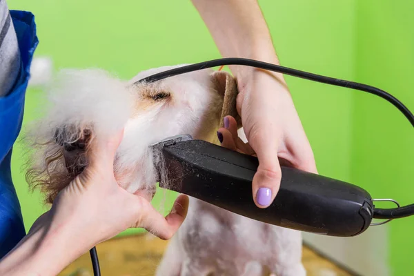 Fox terrier cortándose el pelo — Foto de Stock