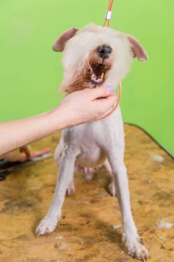 onun saç kesme getting tilki korkunç