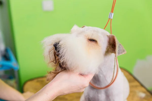 Fox terrier recebendo seu cabelo cortado — Fotografia de Stock