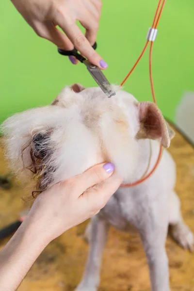 Fox Terrier lässt sich die Haare schneiden — Stockfoto