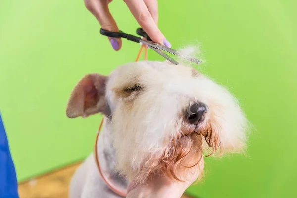 Fox Terrier lässt sich die Haare schneiden — Stockfoto