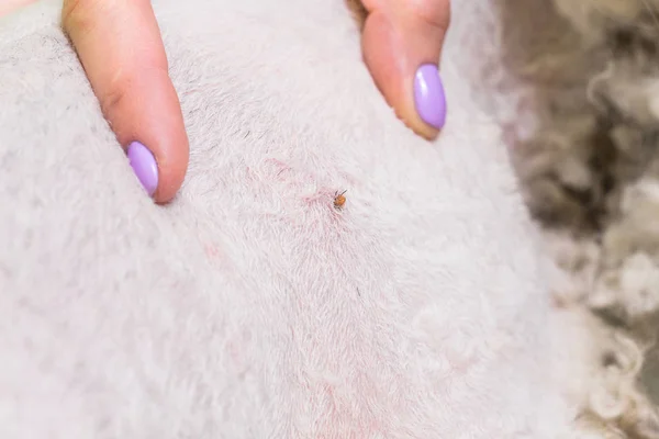 Stockfotos Blutsauger Bilder Stockfotografie Blutsauger Lizenzfreie Fotos Depositphotos