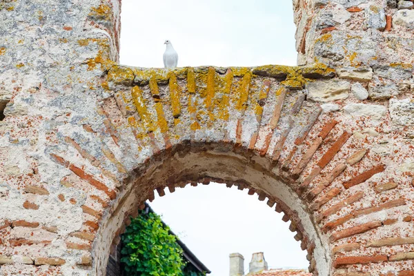 Witte duif in het venster van de kerk — Stockfoto