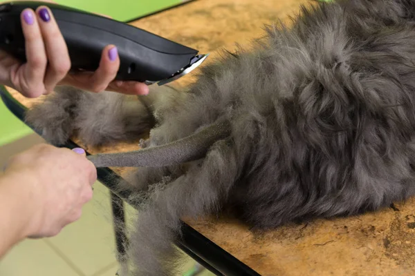 Perzische kat geschoren in de schoonheidssalon — Stockfoto