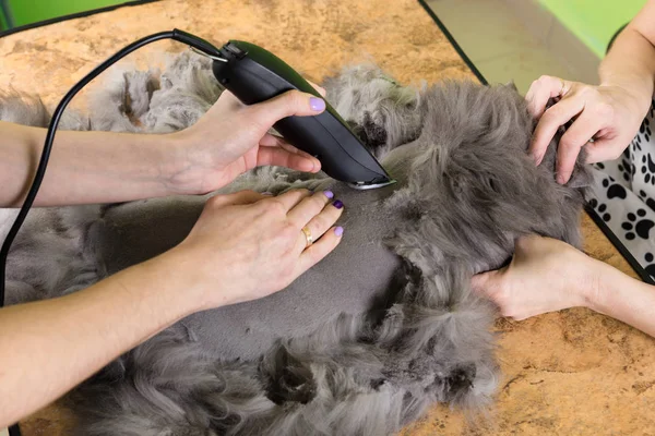 Persian cat sheared in the beauty salon — Stock Photo, Image