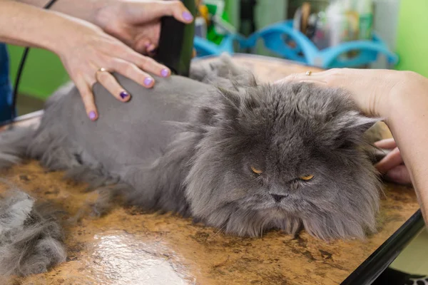 Perserkatze im Schönheitssalon geschoren — Stockfoto