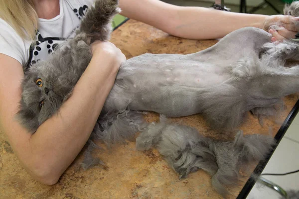 Kat verzorgen in huisdier schoonheidssalon. — Stockfoto