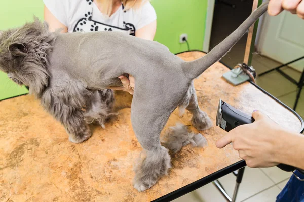 Katzenpflege im Kosmetiksalon. — Stockfoto