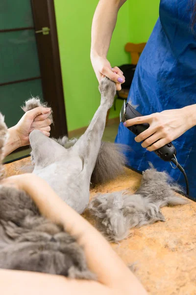 Aseo de gatos en salón de belleza para mascotas . — Foto de Stock