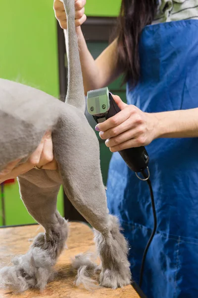 Kat verzorgen in huisdier schoonheidssalon. — Stockfoto