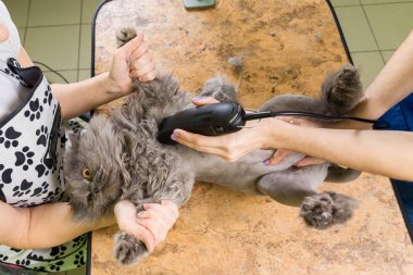 Evde beslenen hayvan güzellik salonunda damat kedi.