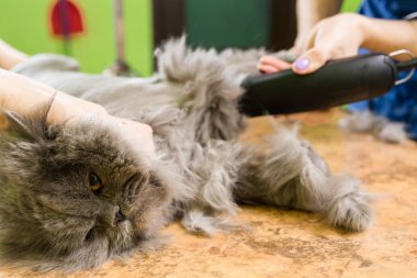 Evde beslenen hayvan güzellik salonunda damat kedi.