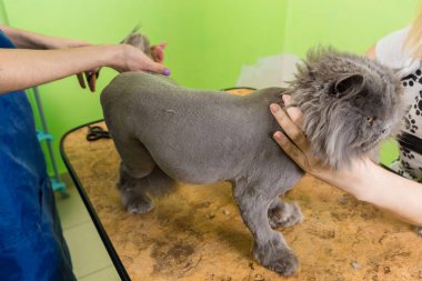 Evde beslenen hayvan güzellik salonunda damat kedi.