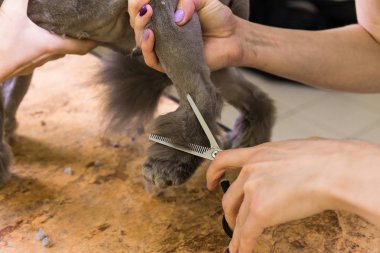 Evde beslenen hayvan güzellik salonunda damat kedi.