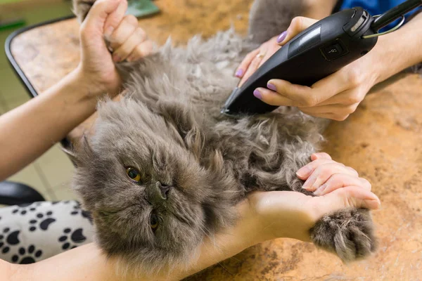 Kat verzorgen in huisdier schoonheidssalon. — Stockfoto