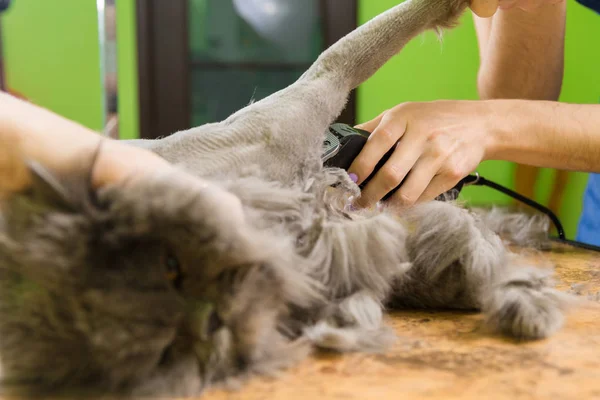 Evde beslenen hayvan güzellik salonunda damat kedi. — Stok fotoğraf