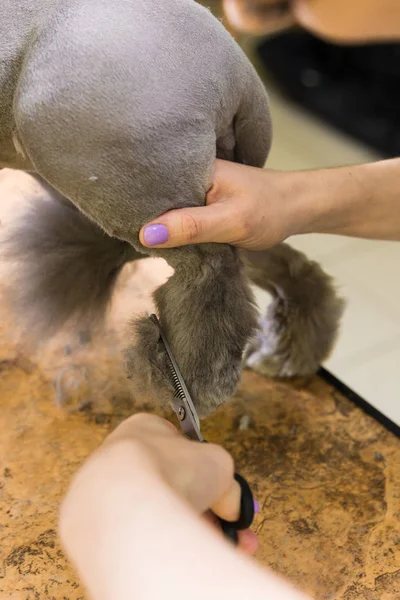 猫咪在宠物美容美发美容. — 图库照片