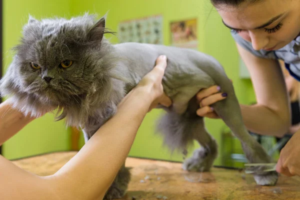 Cat grooming in pet beauty salon.