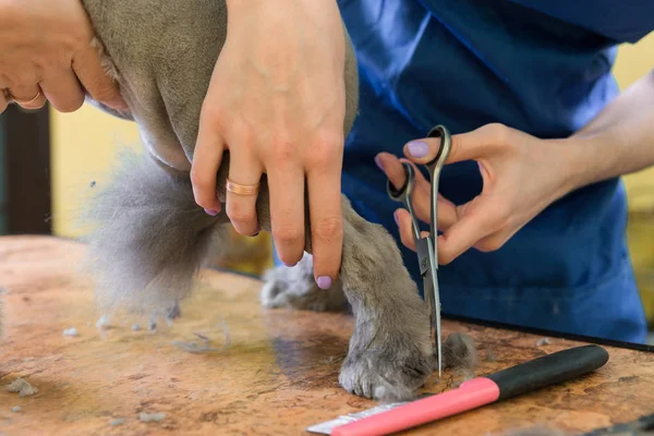 Cat grooming in pet beauty salon.