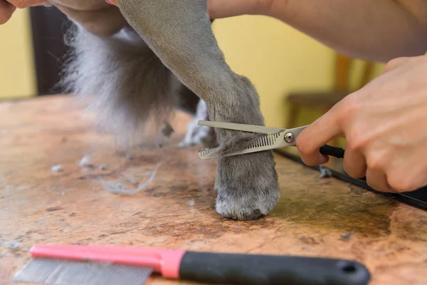 Toilettage de chat dans salon de beauté pour animaux . — Photo