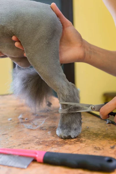 애완 동물 미용실에서 손질 고양이. — 스톡 사진