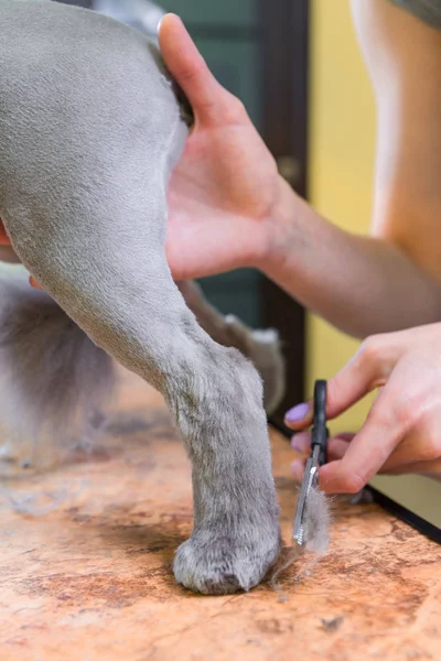 Governare gatto in salone di bellezza animale domestico . — Foto Stock