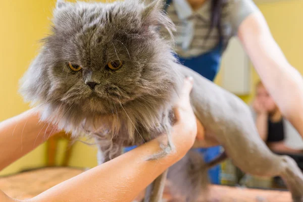 Evde beslenen hayvan güzellik salonunda damat kedi. — Stok fotoğraf