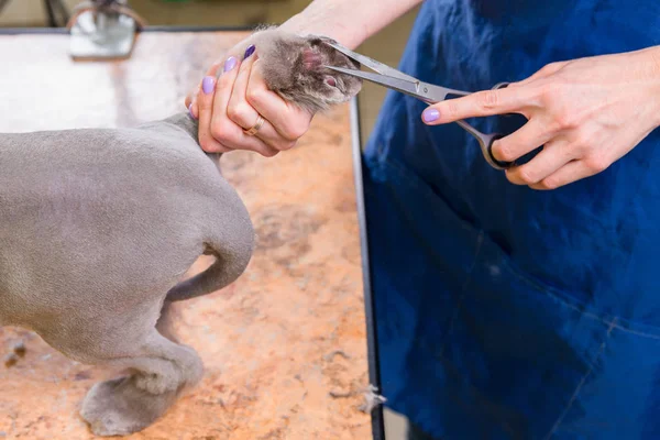Cat grooming in pet beauty salon.