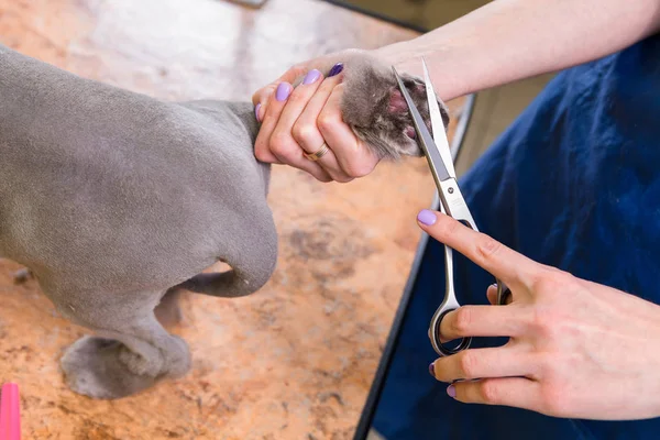 애완 동물 미용실에서 손질 고양이. — 스톡 사진