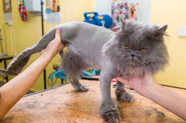 Evde beslenen hayvan güzellik salonunda damat kedi.