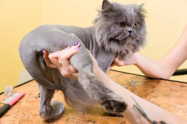 Kat verzorgen in huisdier schoonheidssalon. — Stockfoto