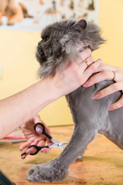 Evde beslenen hayvan güzellik salonunda damat kedi. — Stok fotoğraf