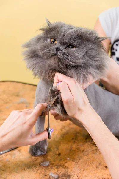 Kat verzorgen in huisdier schoonheidssalon. — Stockfoto