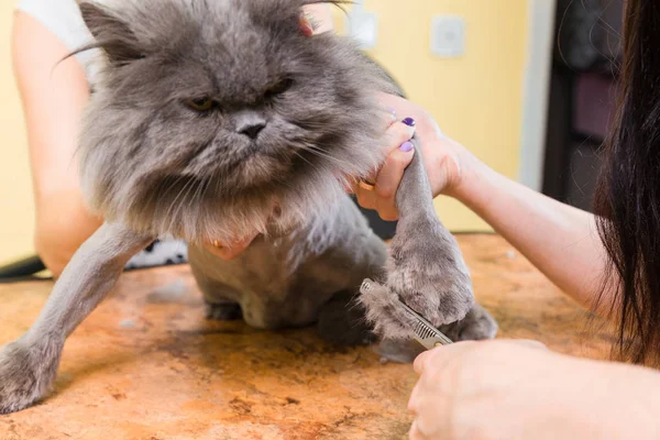 Evde beslenen hayvan güzellik salonunda damat kedi. — Stok fotoğraf