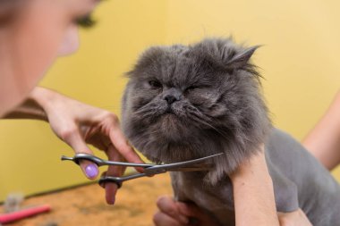 Evde beslenen hayvan güzellik salonunda damat kedi.