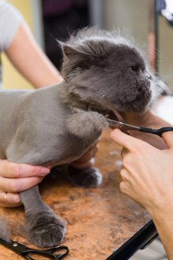 Evde beslenen hayvan güzellik salonunda damat kedi.