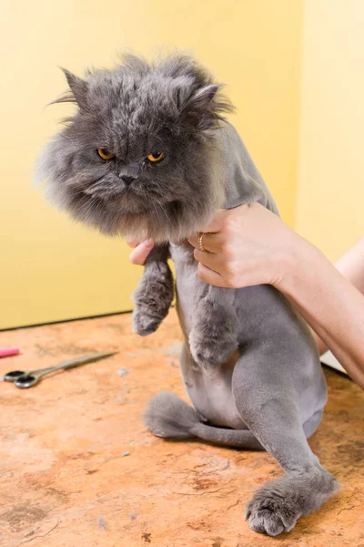 Farsça kedi güzellik salonunda güdülmesini — Stok fotoğraf