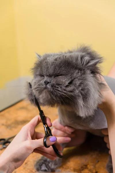 Katzenpflege im Kosmetiksalon. — Stockfoto