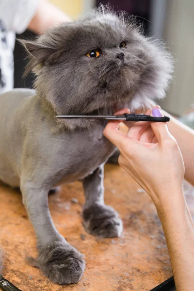 Evde beslenen hayvan güzellik salonunda damat kedi. — Stok fotoğraf