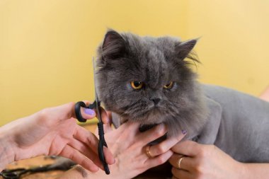 Evde beslenen hayvan güzellik salonunda damat kedi.