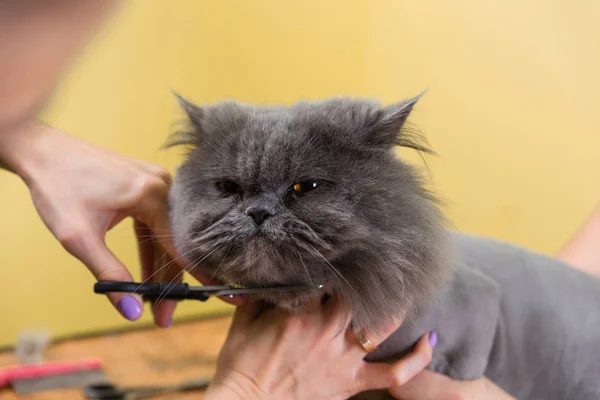 Kat verzorgen in huisdier schoonheidssalon. — Stockfoto