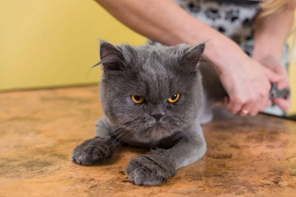 Cortar garras en el salón de belleza de mascotas . — Foto de Stock