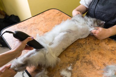 Evde beslenen hayvan güzellik salonunda damat kedi.