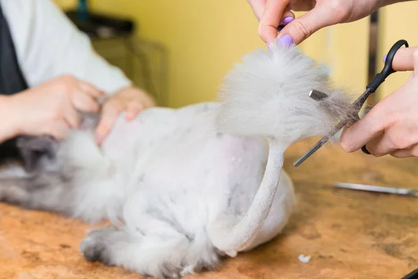 Katzenpflege im Kosmetiksalon. — Stockfoto