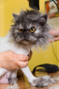 Evde beslenen hayvan güzellik salonunda damat kedi.